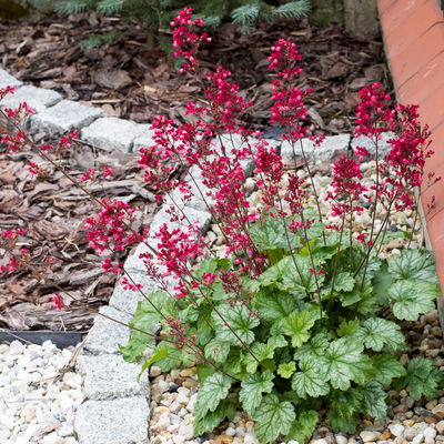 Bio Purpurglöckchen 'Paris', silbrig grün, Topf-Ø 12 cm, 3 Pflanzen