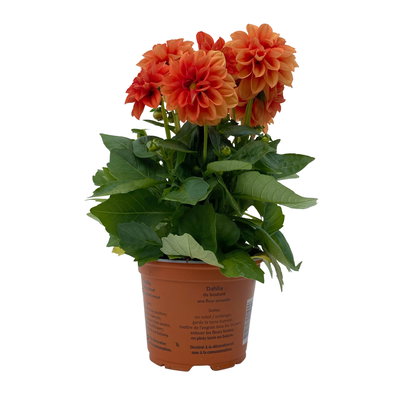 Dahlie, orange, Topf-Ø 12 cm, 6 Pflanzen