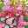 Sommerblumen-Mischung „Pretty in Pink“ (Helianthus annuus), Blüten in Rosa, lange Blütezeit