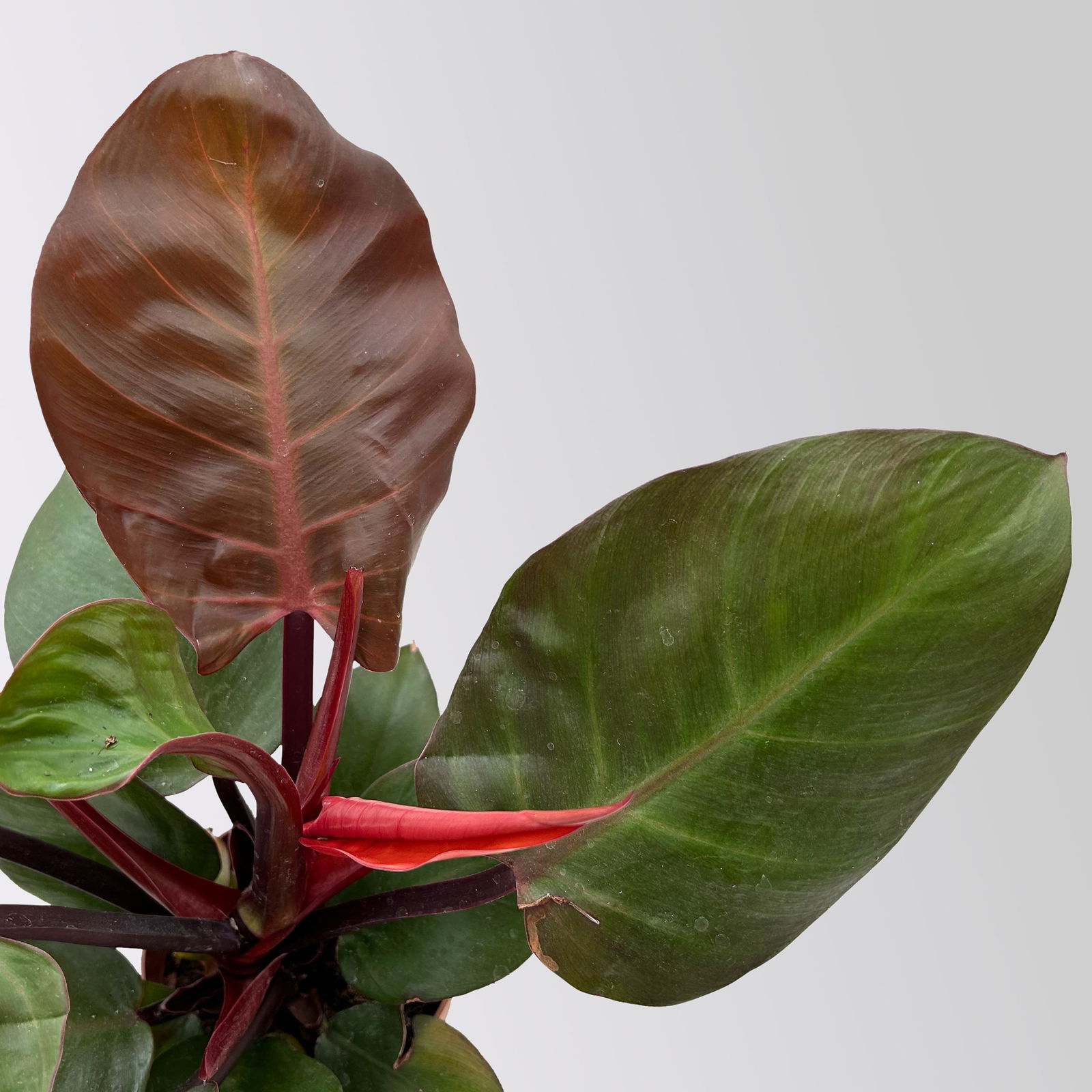 Grünpflanzen-Set Urban Jungle, dunkellaubig, Topf-Ø 12 cm, 4 Pflanzen