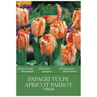 Papagei-Tulpen Apricot Parrot weiß/rosa, 7 Blumenzwiebeln