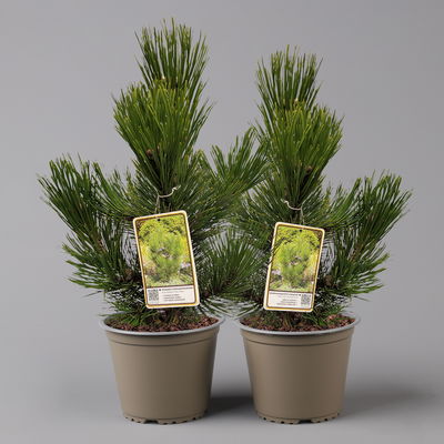 Kompakte Schlangenhaut-Kiefer 'Den Ouden', Höhe 30-40 cm, Topf 4 Liter, 2er-Set