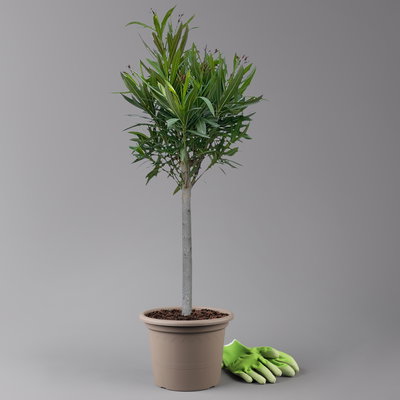 Oleander rot, Stamm, Topf-Ø 22 cm, Höhe ca. 90 cm