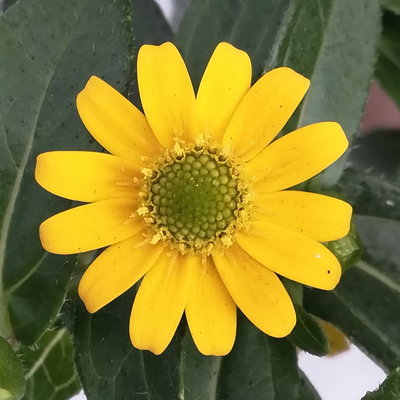 Pflanzenkreation 'Pflegeleicht', 12 Pflanzen inkl. Erde und Dünger