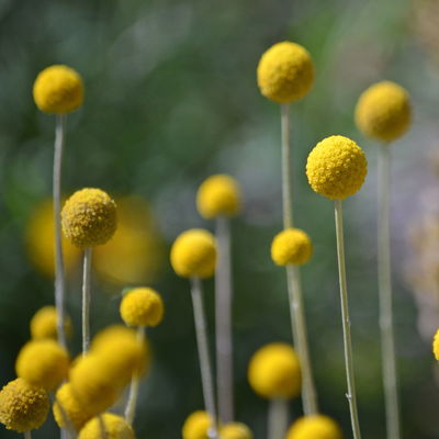 Craspedia & Eukalyptus Duo, gelb & blaugrün, Topf-Ø 27 cm Craspedia & Eukalyptus Duo, gelb & blaugrün, Topf-Ø 27 cm