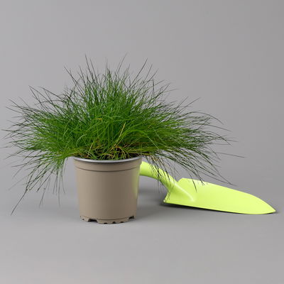 Bärenfell Schwingel 'Pic Carlit', Topf-Ø 10,5 cm, 3er-Set