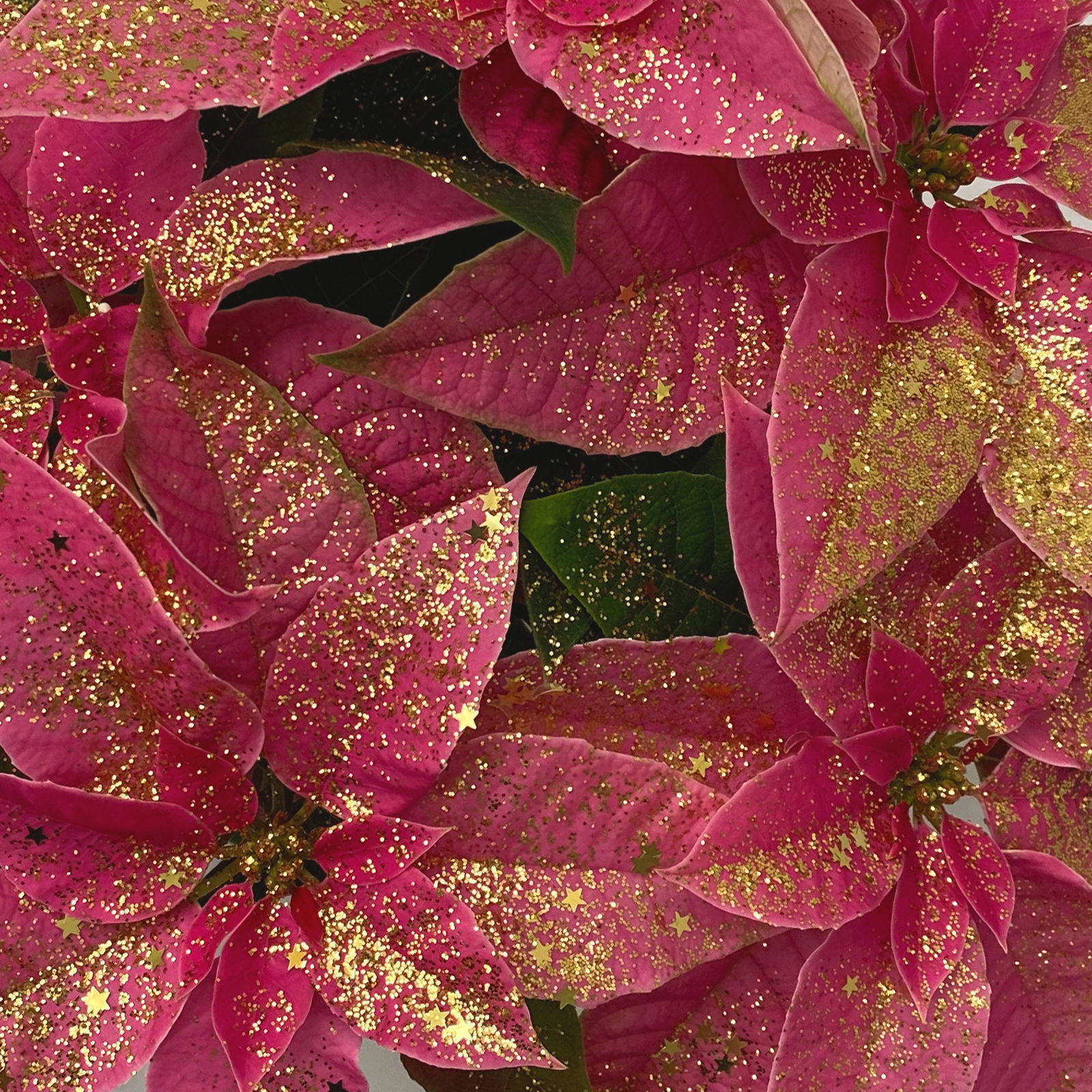 Euphorbia pulcherrima 'Princettia'®, rosa mit Glitter, Topf-Ø 12 cm, 3er-Set