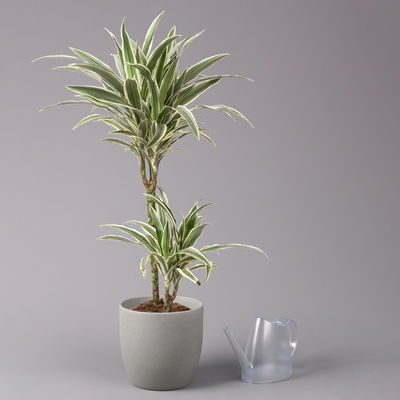 Duftender Drachenbaum 'White Stripe', Topf-Ø 19 cm, Höhe ca. 90 cm