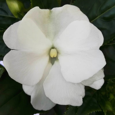 Edellieschen, weiß, Topf-Ø 13 cm, 6 Pflanzen