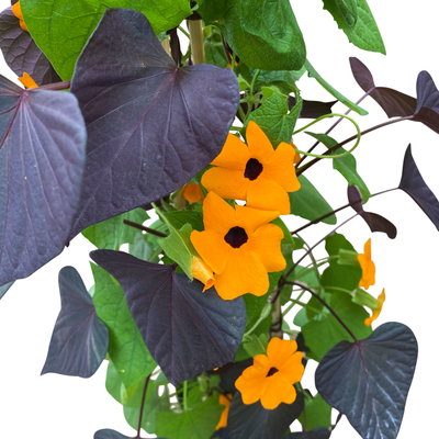 Thunbergia-Zier-Süßkartoffel Pyramide, orange, Topf-Ø 19 cm, Höhe ca. 90 cm