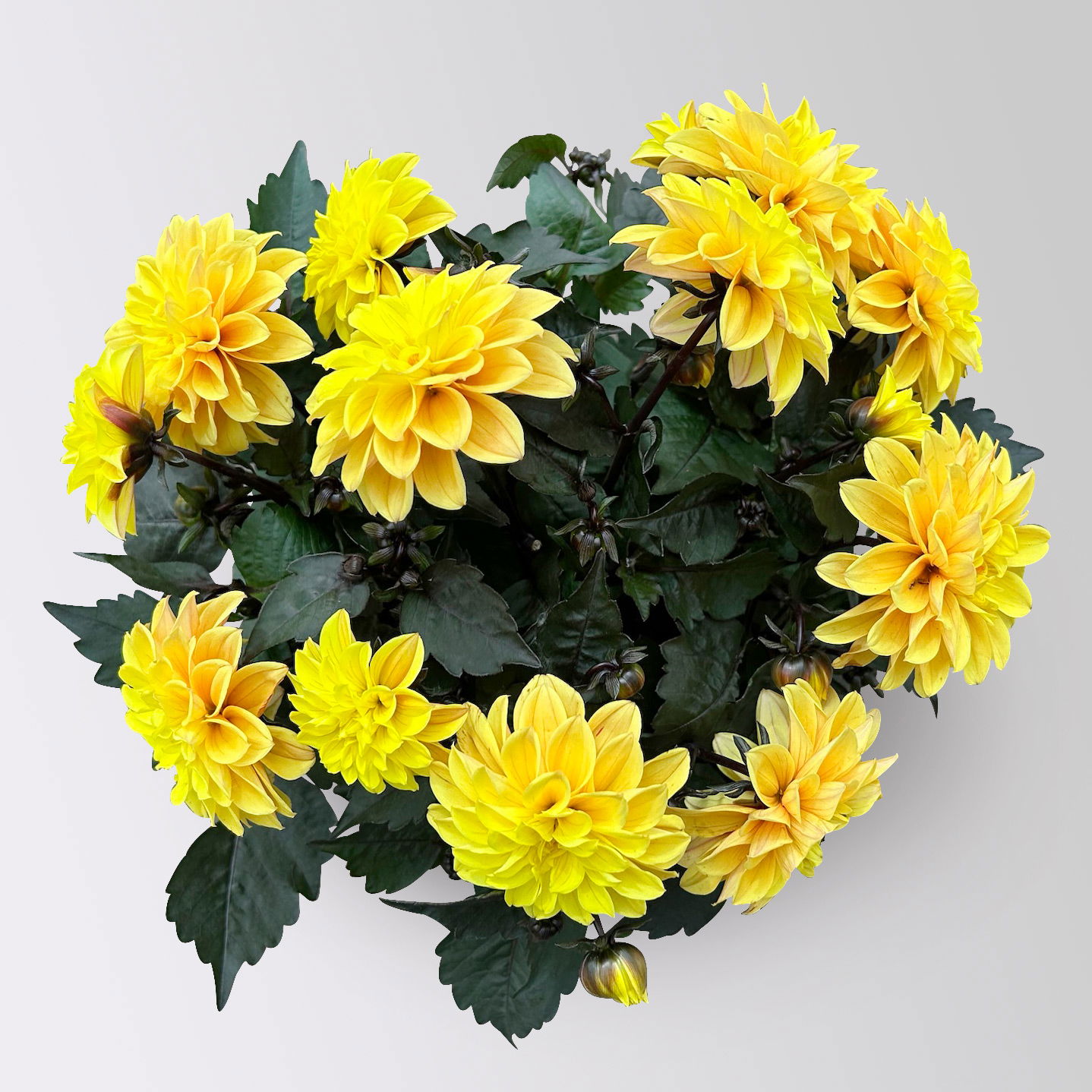 Dahlie, gelb, dunkellaubig, Topf-Ø 19 cm, 2 Pflanzen