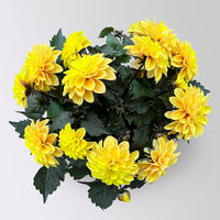Dahlie, gelb, dunkellaubig, Topf-Ø 19 cm, 2 Pflanzen