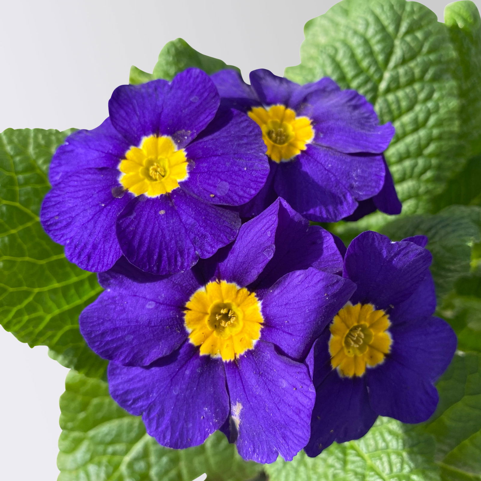 Hohe Schlüsselblume 'Inara® Blue', blau-violett, Topf-Ø 13 cm, 6 Pflanzen Hohe Schlüsselblume 'Inara® Blue', blau-violett, Topf-Ø 13 cm, 6 Pflanzen