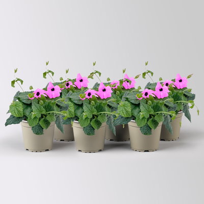 Schwarzäugige Susanne, rosa, Topf-Ø 12/13 cm, 6 Planzen