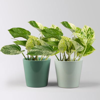 Efeutute 'Marble Queen' in Topf Dallas seegrün,gl.blau, Topf-Ø 12 cm, 2 Pflanzen