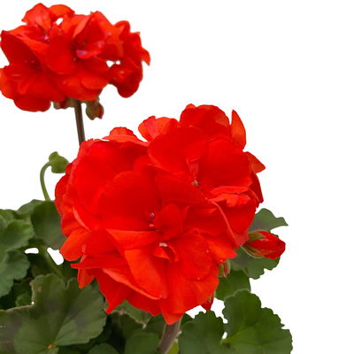 Geranie orangerot, Topf-Ø 13cm, 6 Stück