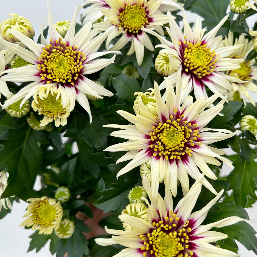 Chrysanthemen 'Chrysanne®Anemona White Purple', Topf-Ø 13 cm, 4 Pflanzen