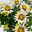 Chrysanthemen 'Chrysanne®Anemona White Purple', Topf-Ø 13 cm, 4 Pflanzen