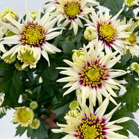 Chrysanthemen 'Chrysanne®Anemona White Purple', Topf-Ø 13 cm, 4 Pflanzen