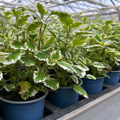 Plectranthus 'Variegata', grün-weiß, Topf -Ø 12 cm, 6 Pflanzen