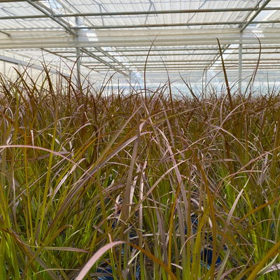 Lampenputzergras, rotlaubig, Topf-Ø 21 cm