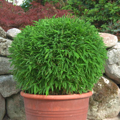 Kleiner Formschnittbambus 'Moontears'® EU-S - Kugel, Topf 7,5 Liter, 2 Stück