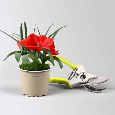 Wildtulpe, orangerot, einfach blühend, mit Gras, Topf -Ø 9 cm, 4 Pflanzen