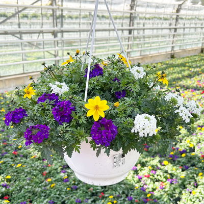 Blumenampel TrioMio™ 'Tweety Wave', weiß-blau-gelb, Ampeltopf-Ø 27 cm Ø
