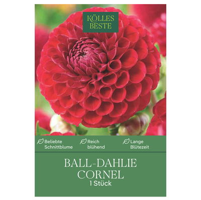 Kölles Beste Blumenknolle, Ball-Dahlie 'Cornel'