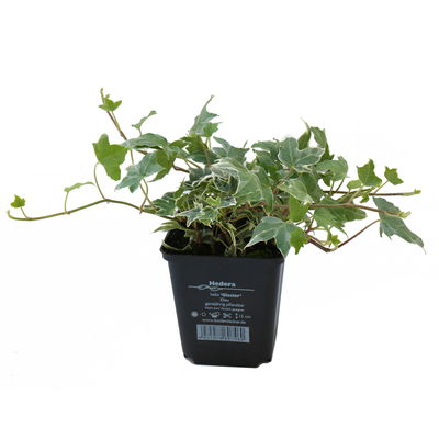 Efeu 'Glacier' weißgrün, Topf-Ø 9 cm, 12er-Set