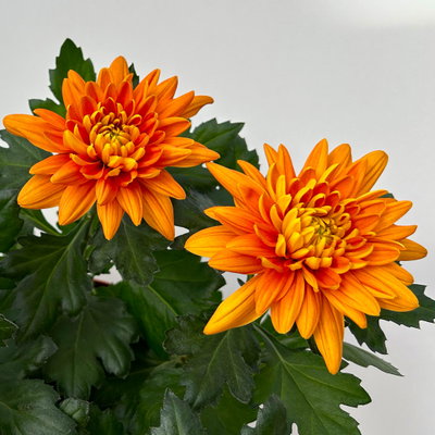 Chrysantheme 'Chrysanne® Zembla', orange, großblumig, Topf-Ø 17cm, 2 Pflanzen Chrysantheme 'Chrysanne® Zembla', orange, großblumig, Topf-Ø 17cm, 2 Pflanzen