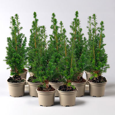 Kegelzypresse 'Top Point', Mini, Topf-Ø 6 cm, 12 Pflanzen