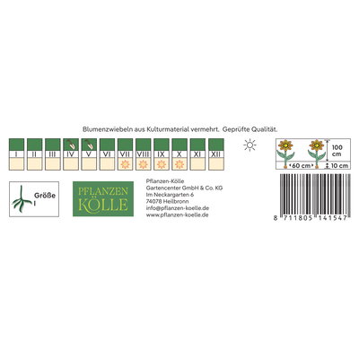 Kölles Beste Anemonen-Dahlie 'Take Off', rosa, 1 Blumenknolle