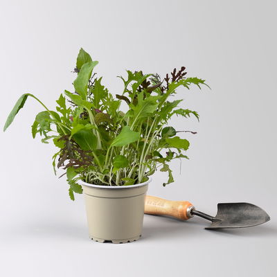 Bio Babyleaf-Salat, Topf -Ø 12 cm