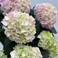Hortensie 'Hi Diamond', rosa, Topf-Ø 14 cm, Höhe ca. 40 cm, 2 Pflanzen