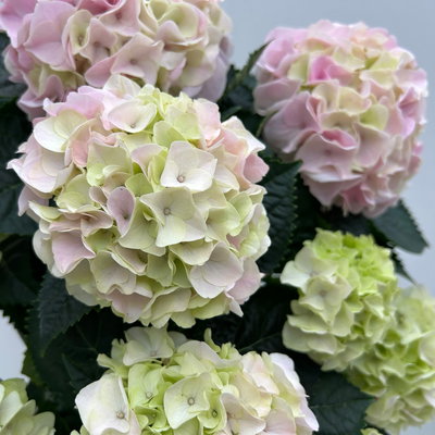 Hortensie 'Hi Diamond', rosa, Topf-Ø 14 cm, Höhe ca. 40 cm, 2 Pflanzen