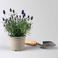 Lavendel 'Hidcote', blauviolett, Topf-Ø 12 cm, 6 Pflanzen Lavendel 'Hidcote', blauviolett, Topf-Ø 12 cm, 6 Pflanzen