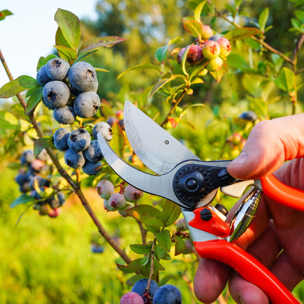 Gartenschule Gartenschule