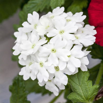 gemischte Sommerblumen-Ampel, weiß, Ampeltopf-Ø 27 cm