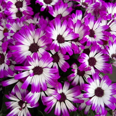 Greiskraut 'Magenta Bicolor', pink-weiß, Topf-Ø 15 cm, 3 Pflanzen