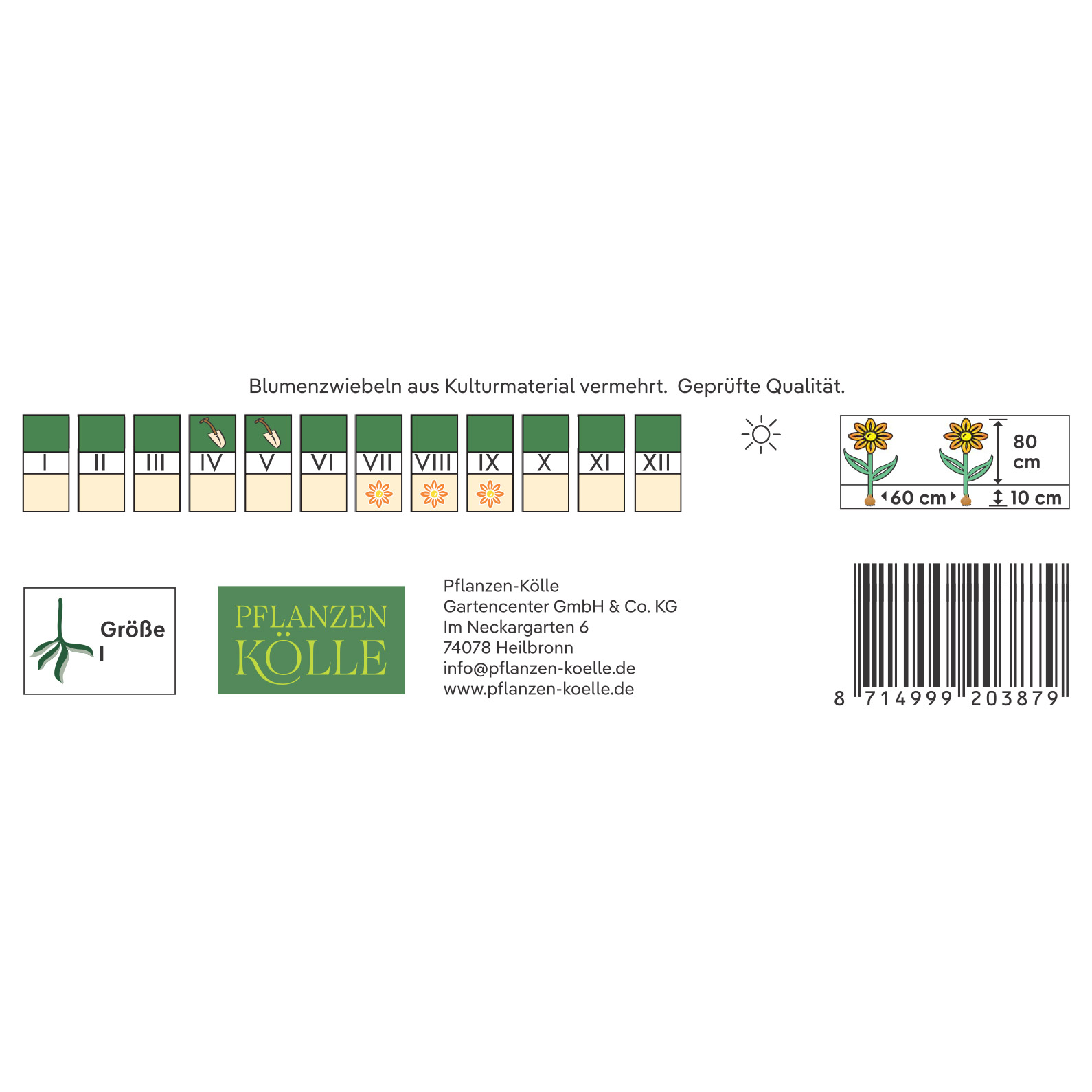 Kölles Beste Pompon-Dahlie 'Viking', rot, 1 Blumenknolle