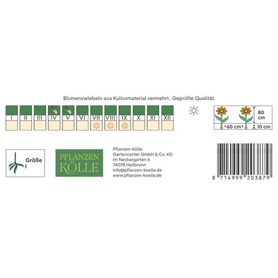 Kölles Beste Pompon-Dahlie 'Viking', rot, 1 Blumenknolle