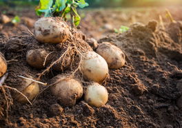 Kartoffeln (Solanum tuberosum) Kartoffeln (Solanum tuberosum)
