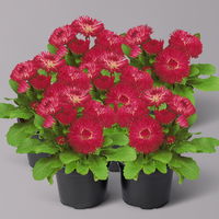 Tausendschön, rot, großblumig Topf-Ø 12 cm, 6 Pflanzen