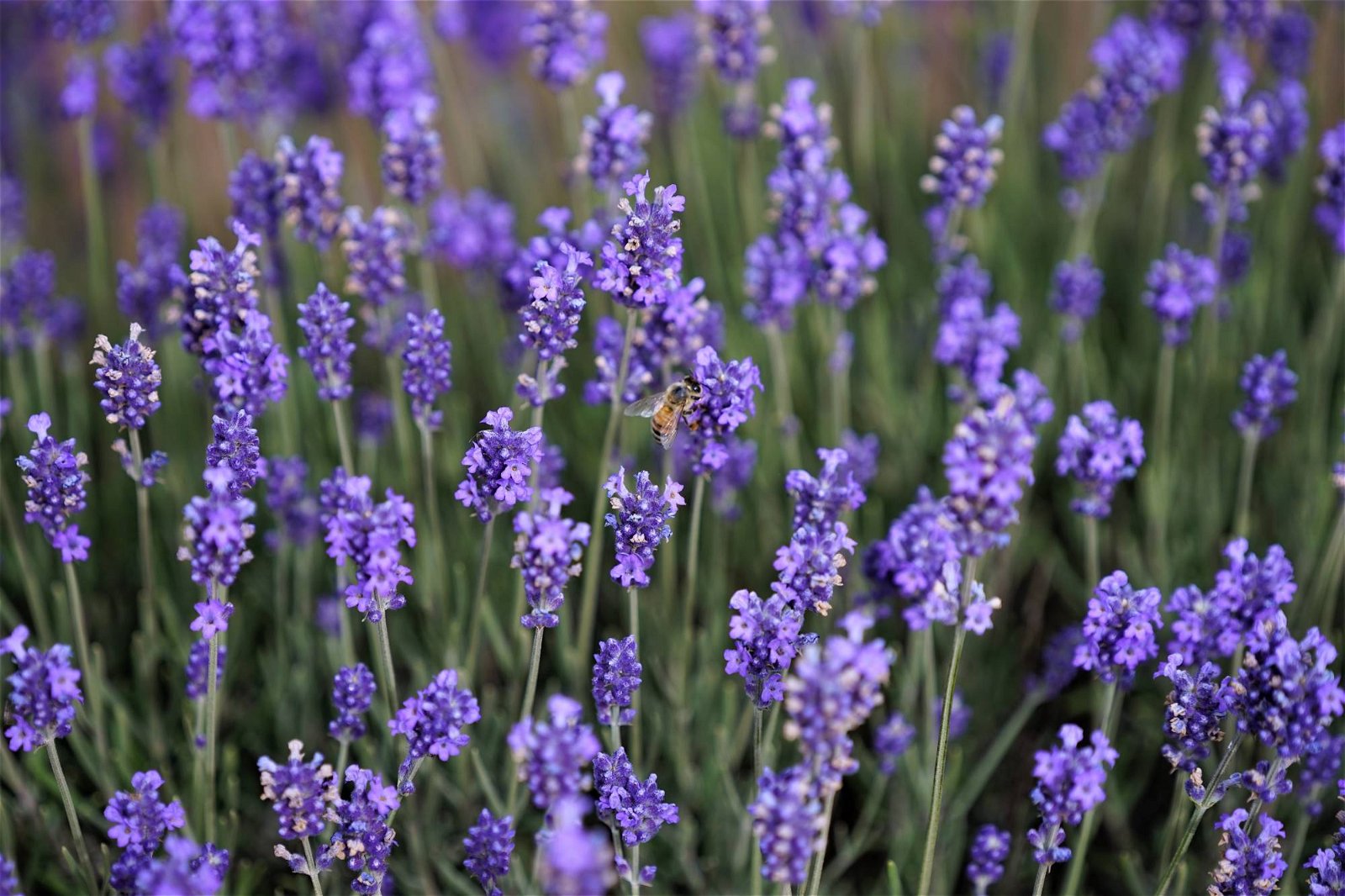 Lavendel Pflegen Pflanzen Gie En D Ngen Pflanzen K Lle