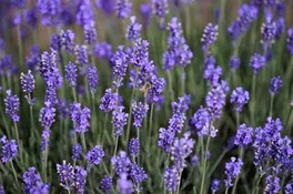 Lavendel (Lavandula) Lavendel (Lavandula)