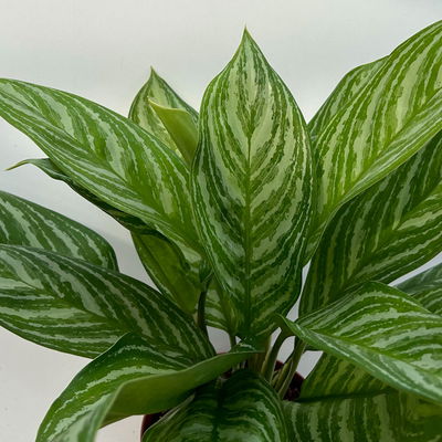 Aglaonema 'Stripes', Topf-Ø 17 cm, Höhe ca. 50 cm Aglaonema 'Stripes', Topf-Ø 17 cm, Höhe ca. 50 cm
