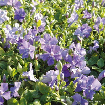 Vinca minor (Immergrün), 9 cm Topf, 12er-Set Vinca minor (Immergrün), 9 cm Topf, 12er-Set