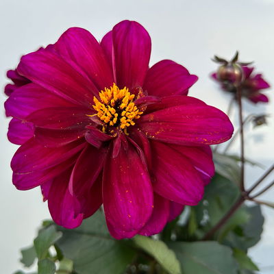 Dahlie, Farbe zufällig, Topf-Ø 14 cm, 4 Pflanzen