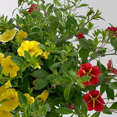 Zauberglöckchen 'Duo', rot & gelb, Topf-Ø 14 cm, 4 Pflanzen